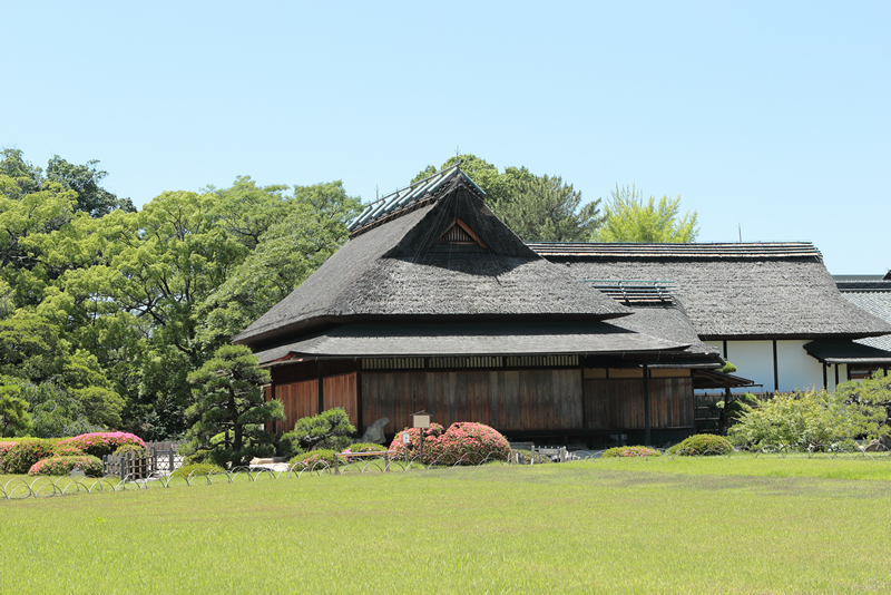 アジサイ 花菖蒲　岡山後楽園　2023年6月