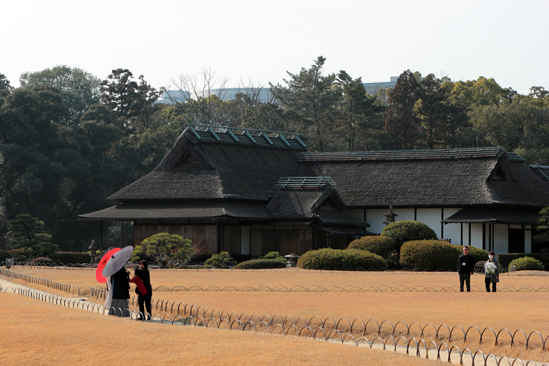 岡山後楽園　蝋梅　24年1月