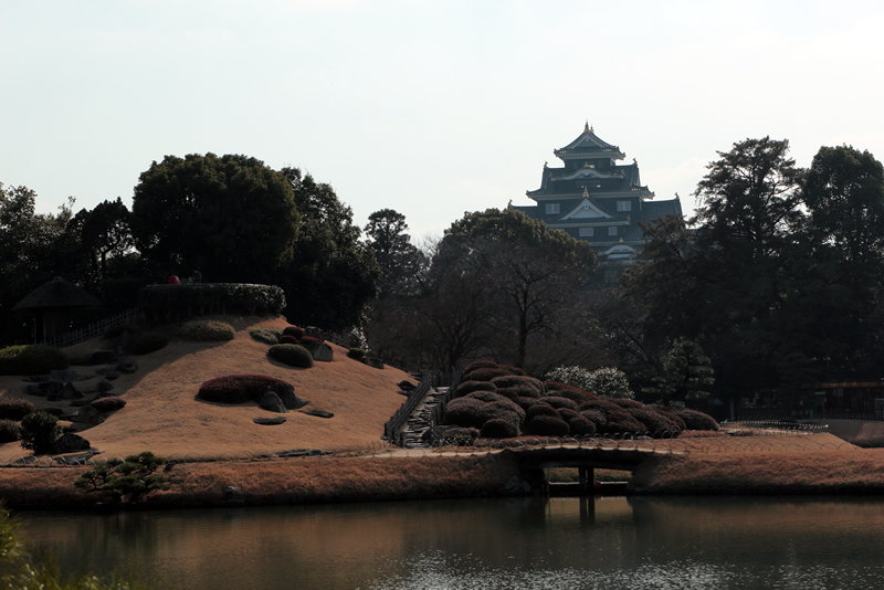 岡山後楽園　蝋梅　24年1月