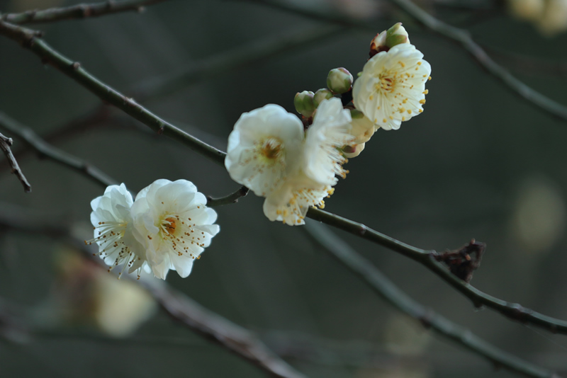 岡山後楽園　蝋梅　24年1月