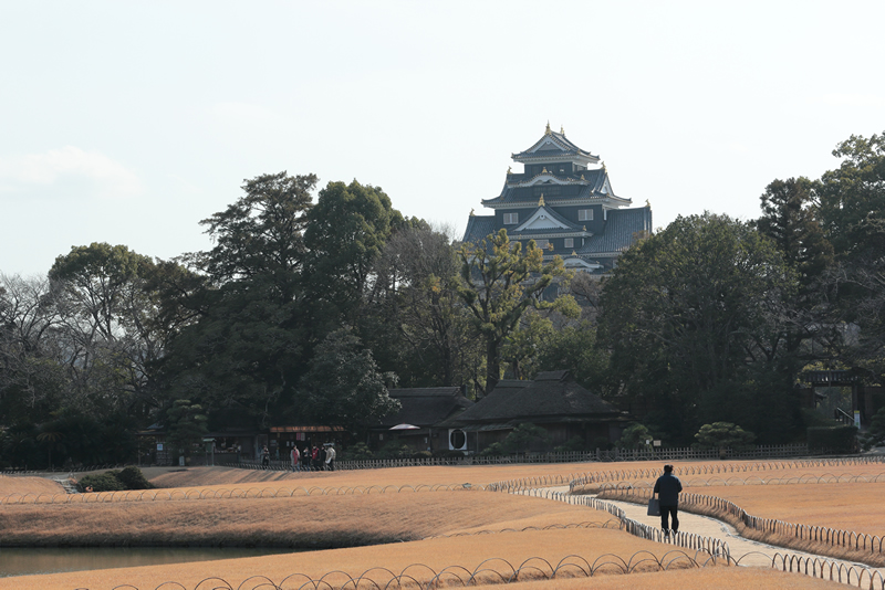 岡山後楽園　蝋梅　24年1月