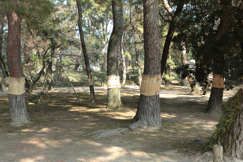 岡山後楽園　梅　2024年2月