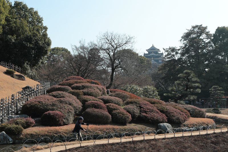 岡山後楽園　梅　2024年2月