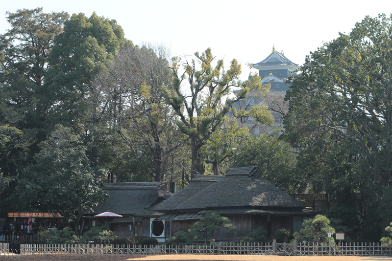 岡山後楽園　梅　2024年2月