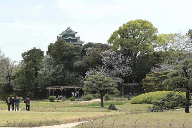 岡山後楽園レンゲ2024