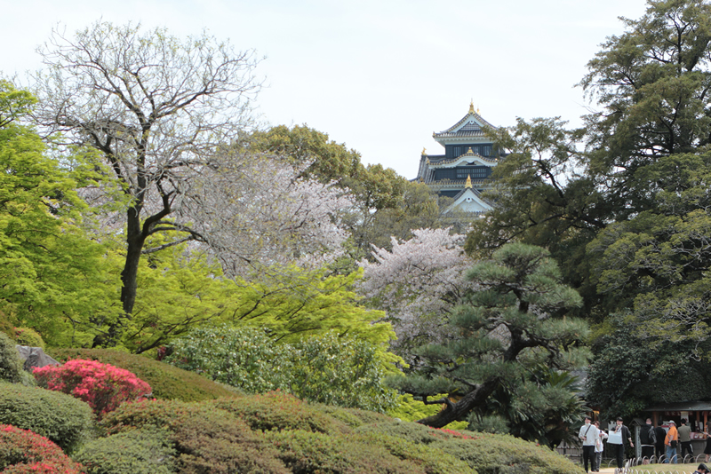 岡山後楽園レンゲ2024