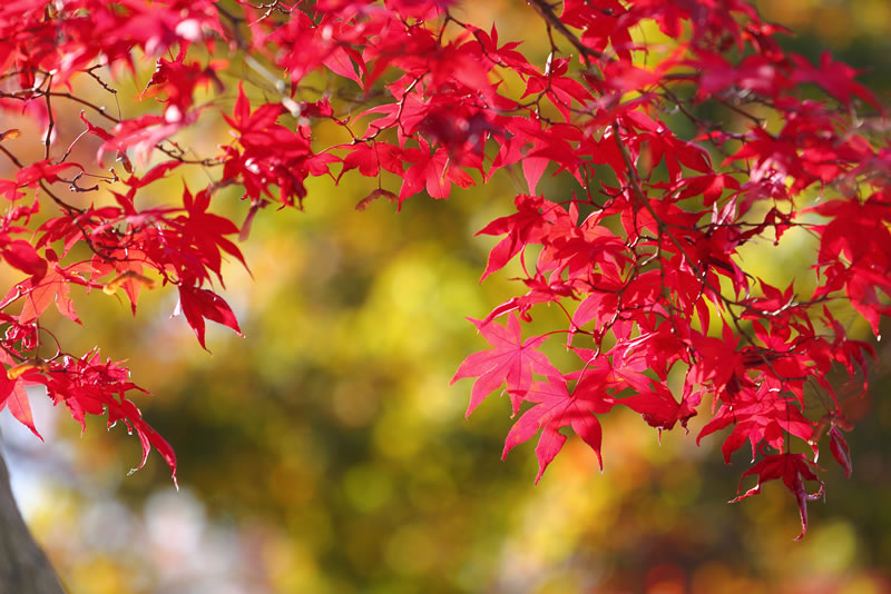 紅葉　岡山後楽園2020-01