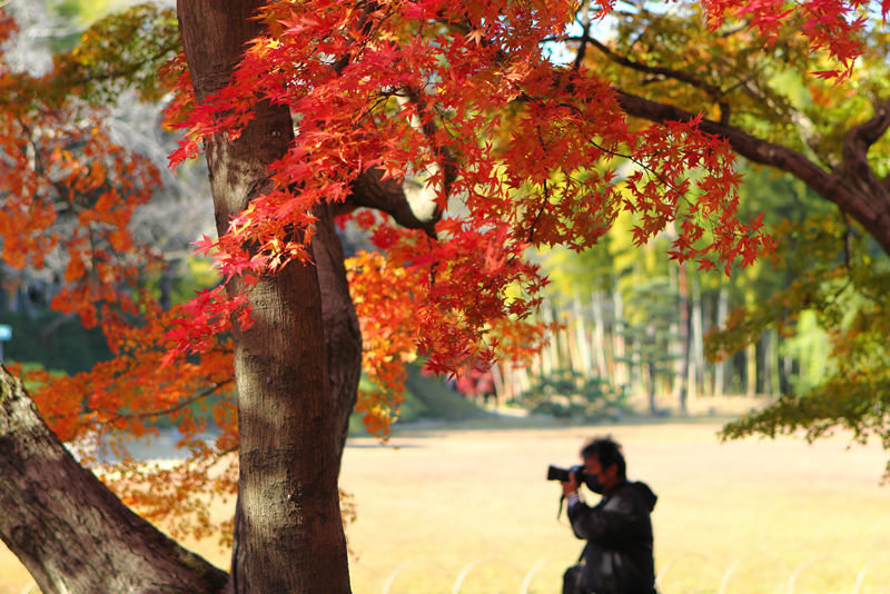 岡山後楽園　紅葉