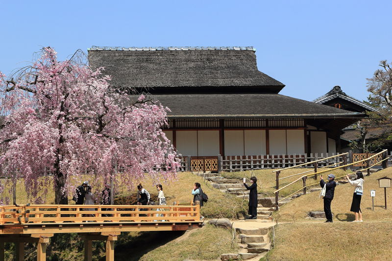 岡山後楽園　桜2022