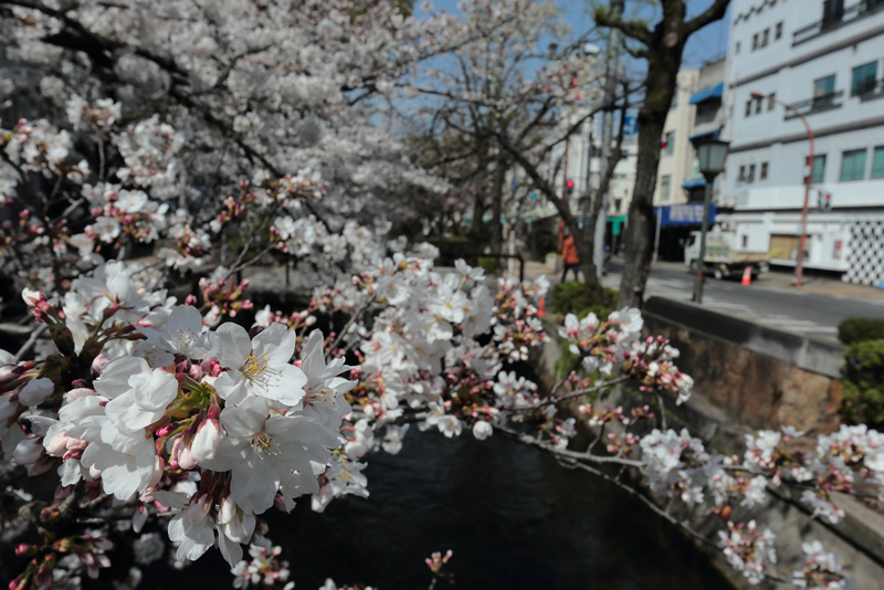 西川緑道公園　桜　2023